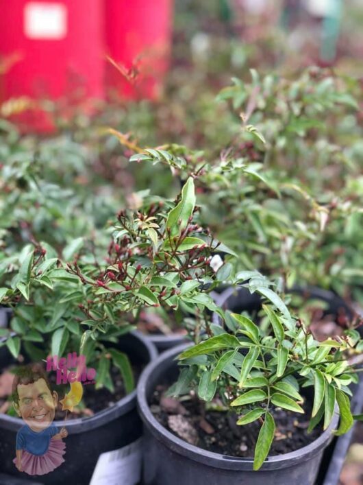 'White Jasmine' Polyanthum 6" Pot @ Hello Hello Plants