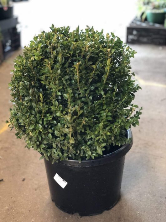 A green, spherical-shaped Buxus 'English Box' Topiary Ball 12" Pot with small leaves in a black plastic pot sits on a concrete floor.