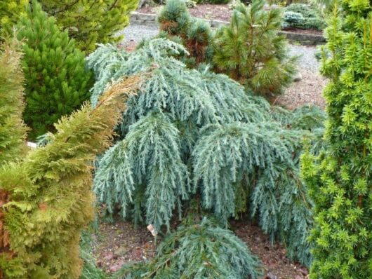 A group of Cedrus 'Feelin' Blue' Cedar Standard 16" Pot trees and shrubs in a garden.