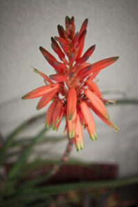 A close up of an Aloe 'Topaz™' 7" Pot flower on a plant.