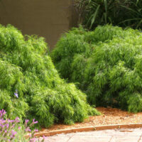 Acacia cognata 'Dazzler' 10" Pot