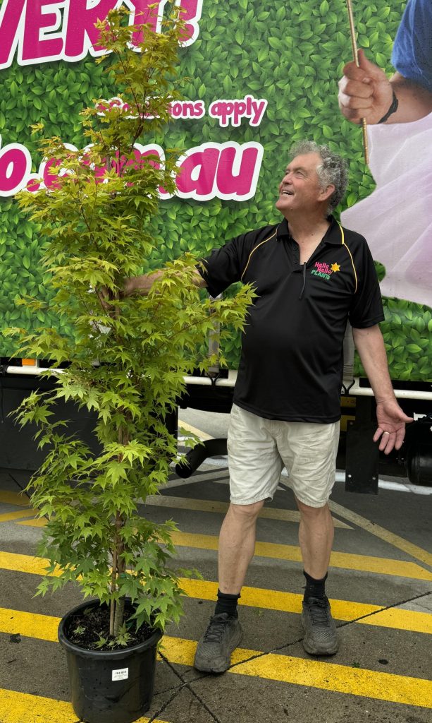 A man standing in front of an Acer 'Senkaki/Coral Bark' Japanese Maple 13" Pot.