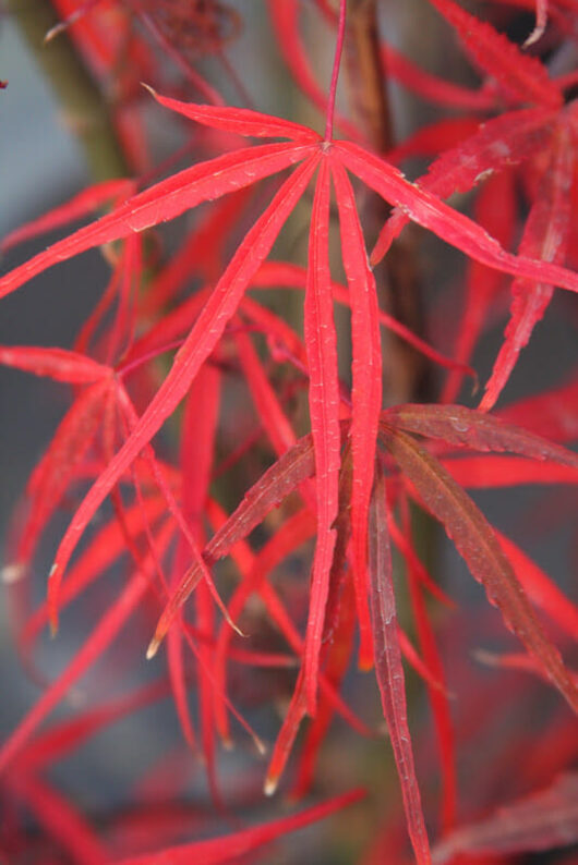 A close up of an Acer 'Red Pygmy' Japanese Maple 13" Pot leaf.