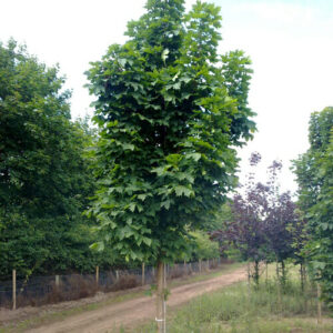 A Acer platanoides 'Columnare' Norway Maple 16" Pot with a lot of leaves in the middle of a dirt road.