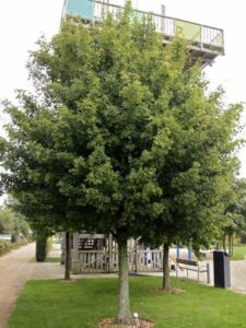 A Acer campestre 'Elsrijk' Field Maple 16" Pot tree in front of a building.