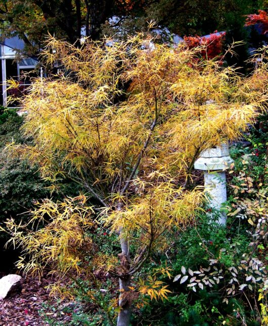 An Acer 'Red Pygmy' Japanese Maple 13" Pot with yellow leaves in a garden.