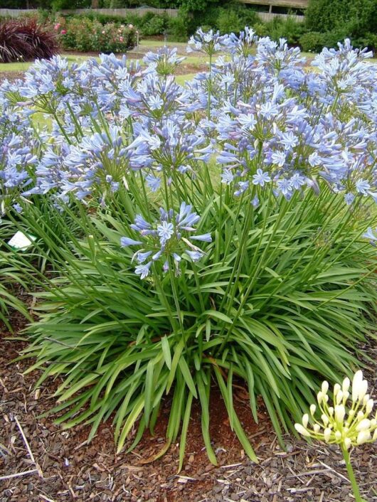 A large group of Agapanthus 'Blue Storm' 6" Pot in a garden.