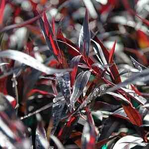 A Agonis 'Jedda's Dream' Willow Myrtle 16" Pot with red and black leaves in a garden.