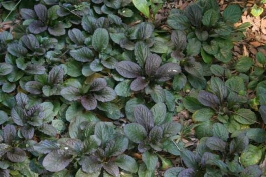 A group of Ajuga 'Caitlin's Giant' 6" Pot plants with purple leaves in the ground.