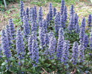 A garden with a lot of Ajuga 'Caitlin's Giant' 6" Pot flowers.