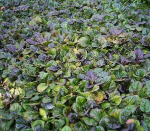 A close up of Ajuga 'Bugleweed Purple' 6" Pot with purple leaves.