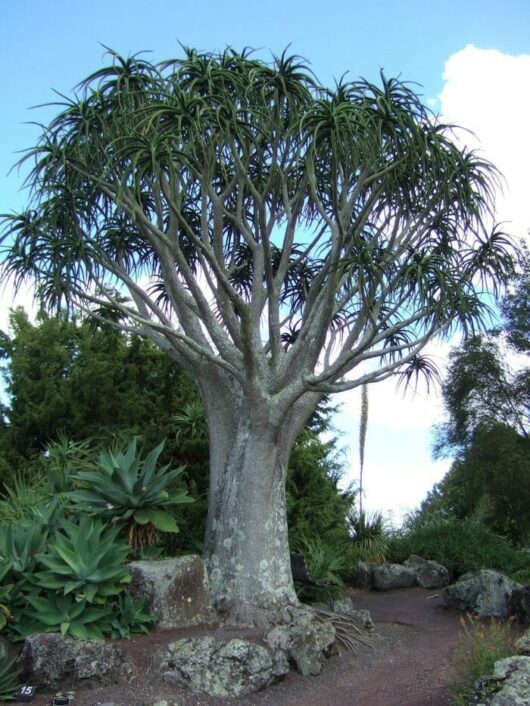 Aloe barberae 'Tree Aloe' 200L