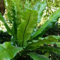 Asplenium 'Birds Nest Fern' 16" Pot