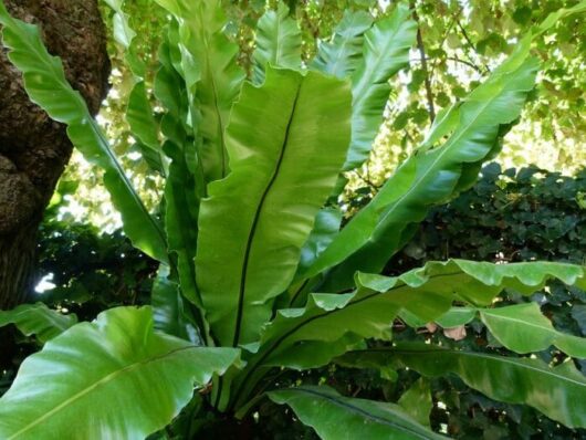 Asplenium 'Birds Nest Fern' 8" Pot
