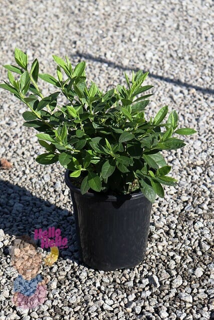 Azalea 'Alba Magnifica' 7" Pot @ Hello Hello Plants