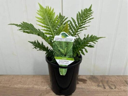 Blechnum 'Silver Lady Fern' 6" Pot