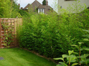 A Bamboo 'Japanese Hedge' 7" Pot (Economy Grade) in a garden.