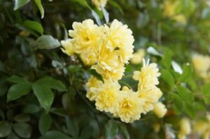 Banksia Rose ‘Yellow’ 6″ Pot