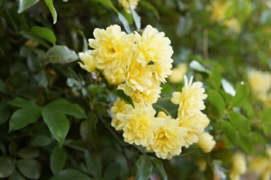 Banksia Rose ‘Yellow’ 6″ Pot