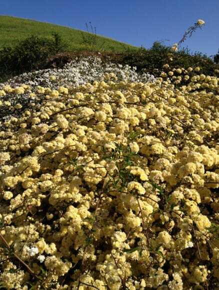A yellow and white Banksia Rose 'Yellow' 6" Pot bush on a hill.