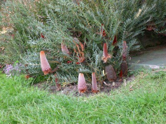 Banksia Ground Cover