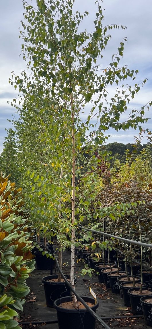 betula pendula alba silver birch tree advanced 20inch 50cm pot large