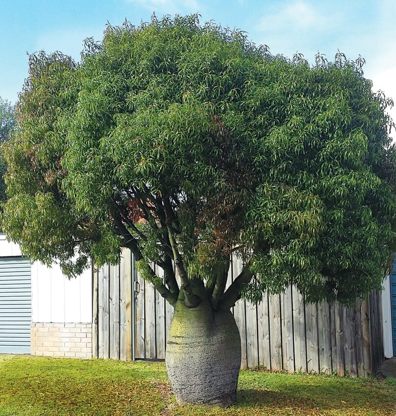 Bottle Tree () Bottle Tree