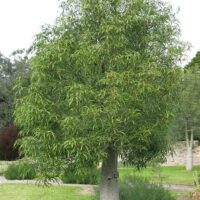 A Brachychiton 'Queensland Bottle Tree' from a 10" pot stands proudly on a grassy area, its thick trunk and dense green foliage showcasing the unique charm of the species.