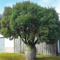 The Brachychiton 'Queensland Bottle Tree' from a 10" pot showcases its thick trunk and lush green foliage, elegantly standing in the grass against a wooden fence and building, emphasizing its natural beauty.