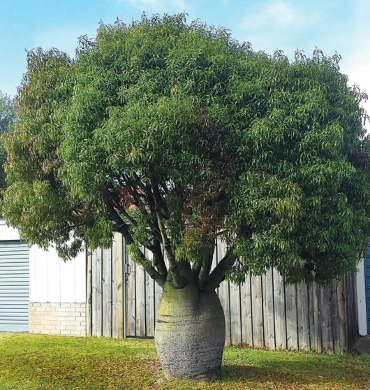 The Brachychiton 'Queensland Bottle Tree' from a 10" pot showcases its thick trunk and lush green foliage, elegantly standing in the grass against a wooden fence and building, emphasizing its natural beauty.