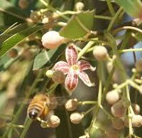 A bee approaches a pink flower on the branch of a Brachychiton 'Queensland Bottle Tree' in a 10" pot, surrounded by green leaves and numerous small buds, capturing the beauty of this majestic tree.