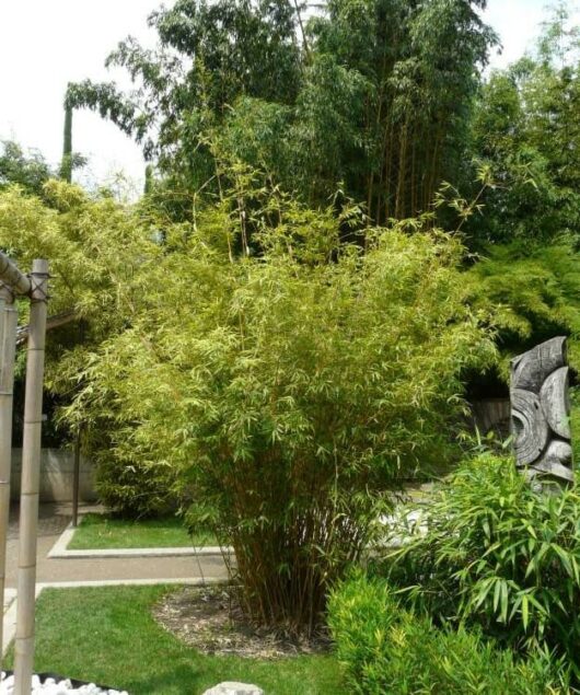 A Bamboo 'Japanese Hedge' 7" Pot (Economy Grade) tree in a garden with a statue.