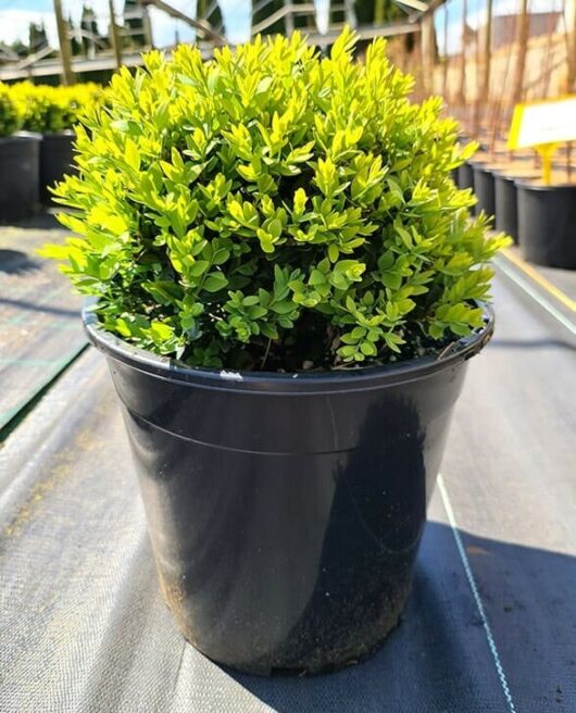 Buxus sempervirens English Box