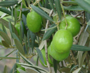 A bunch of Olea 'Californian Queen' Olives on a tree.