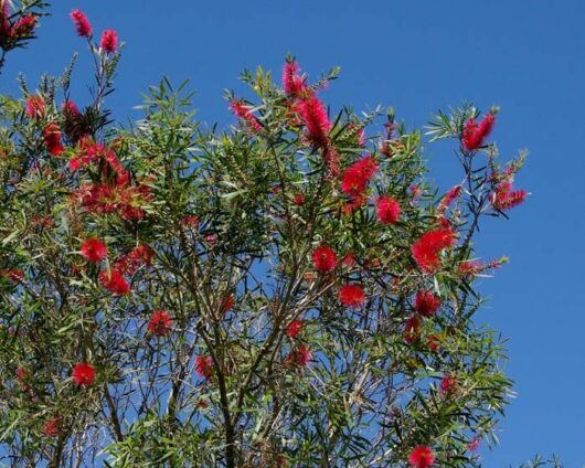 Callistemon 'Kings Park Special' 6" Pot flowers blooming against a clear blue sky.
