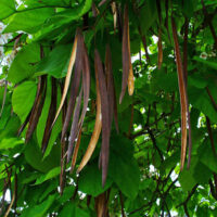 Catalpa 'Indian Bean Tree'