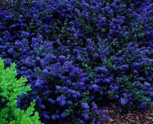 A Ceanothus 'Blue Sapphire' 8" Pot bush with green leaves and flowers.