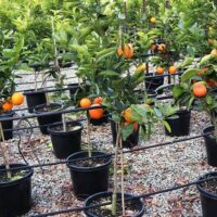 Citrus Orange Tree 'Blood Orange' 13" Pot, displaying ripe fruit in a nursery setting.