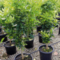 Young Citrus Orange Tree 'Blood Orange' growing in 13" pots at a nursery.