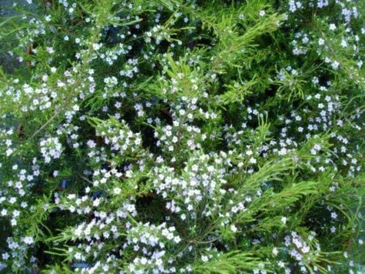 Close-up of Coleonema 'White' Diosma 6" Pot foliage densely covered with small white flowers.