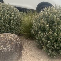 A white SUV is parked behind a landscaped area featuring large rocks, green shrubs, and ornamental grasses in sandy soil, with an Acanthus 'Oyster Plant' 6" Pot adding a touch of elegance.
