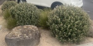 A white SUV is parked behind a landscaped area featuring large rocks, green shrubs, and ornamental grasses in sandy soil, with an Acanthus 'Oyster Plant' 6" Pot adding a touch of elegance.
