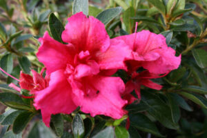 Azalea 'Red Wings' 6" Pot azalea 'Red Wings' 6" Pot azalea 'Red Wings' 6" Pot azalea 'Red Wings' 6" Pot.