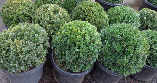 Buxus 'English Box' Topiary and Standards