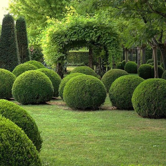 Well-manicured Buxus 'English Box' Topiary Ball 10" Pot shrubs shaped into topiary balls in a formal garden setting.