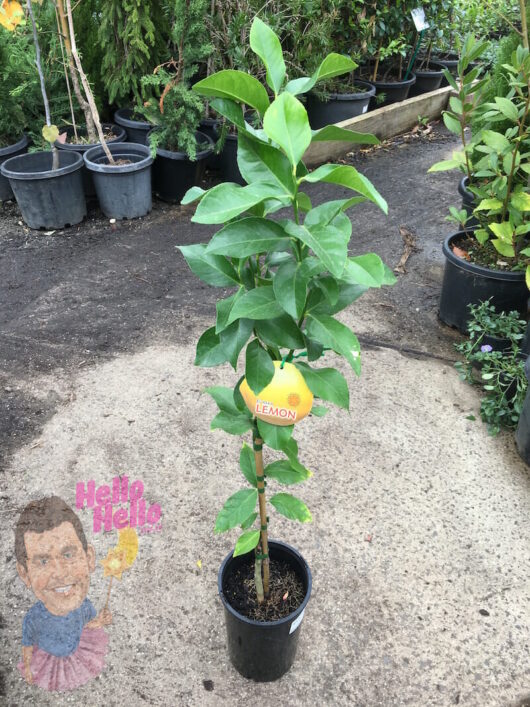 Young Citrus 'Eureka' Lemon Tree (Grafted) in an 8" pot at a plant nursery.