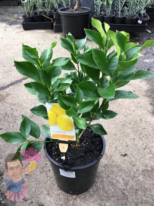 Lemon Tree Eureka 8" Pot