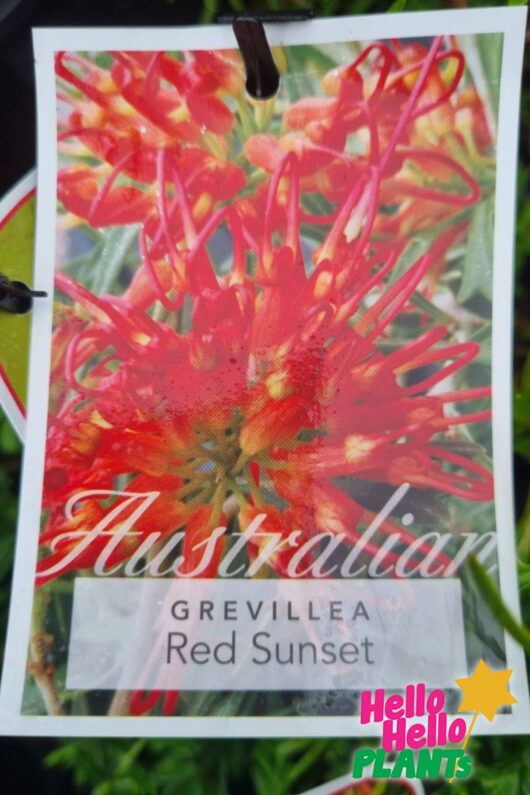 GREVILLEA RED SUNSET LABEL