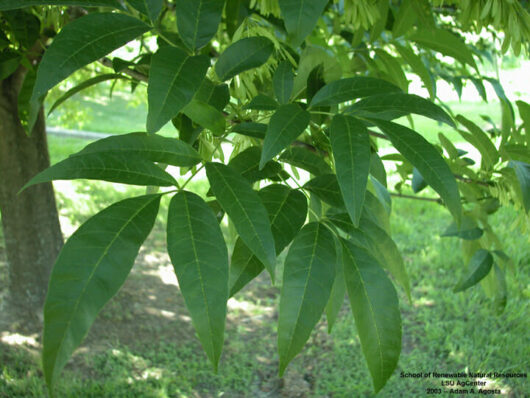 Fraxinus pennsylvanica 'Green Ash'