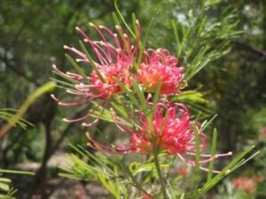 A Grevillea 'Red Sunset' 6" Pot is growing on a bush.